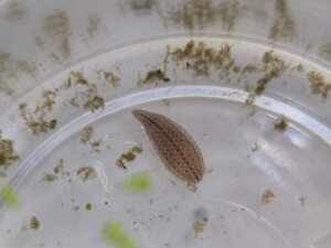 Leeches