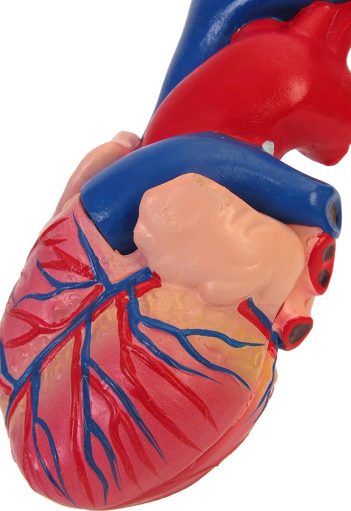 heart model 3dweather