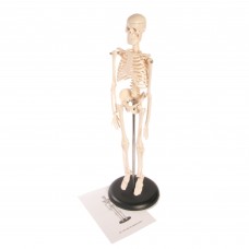 Skeleton Model