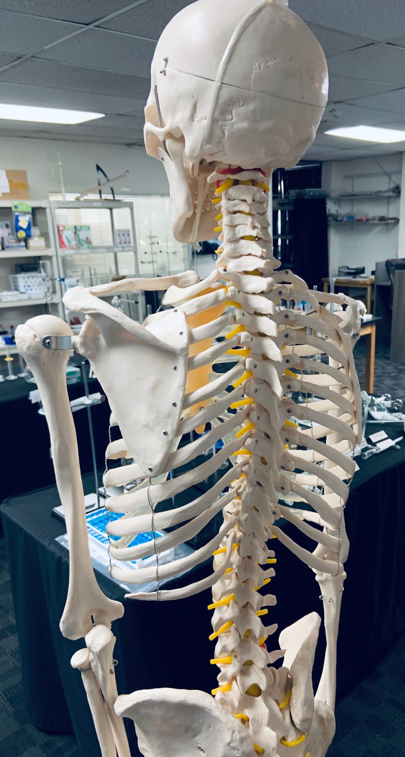 Plastic Life Sized Skeleton Model, 67″ Height | KLM Bio Scientific