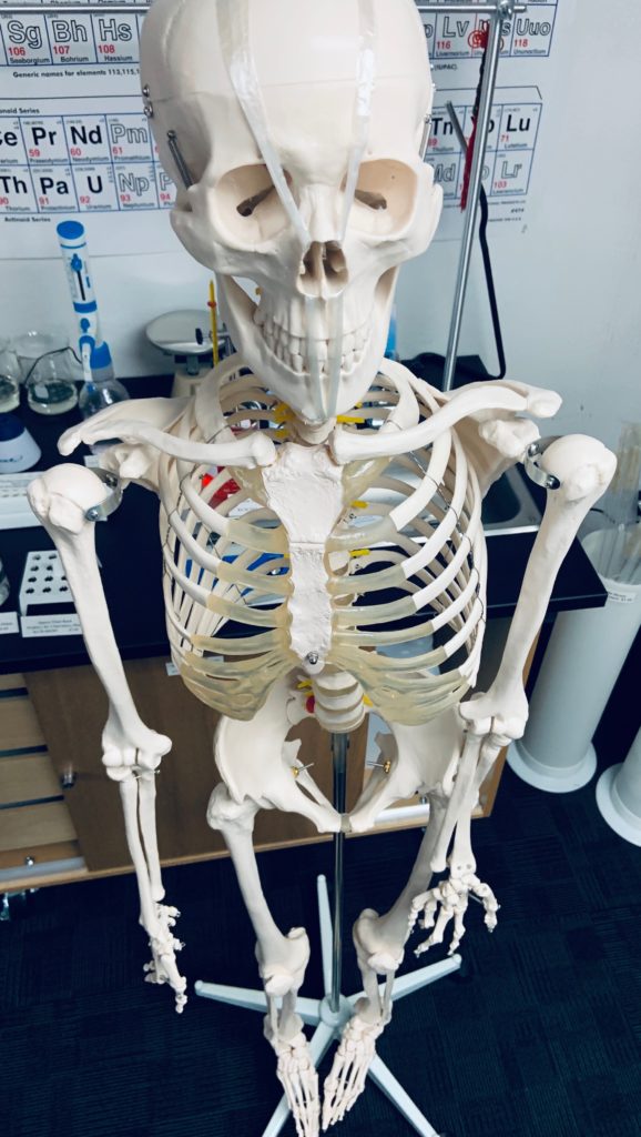 Plastic Life Sized Skeleton Model, 67″ Height | KLM Bio Scientific