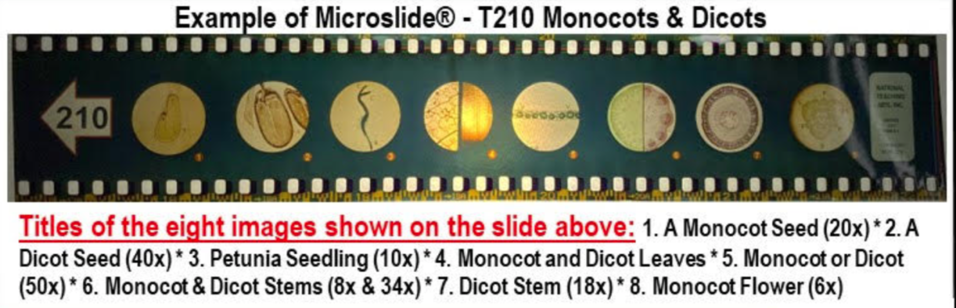 Microslide Viewer KLM Bio Scientific