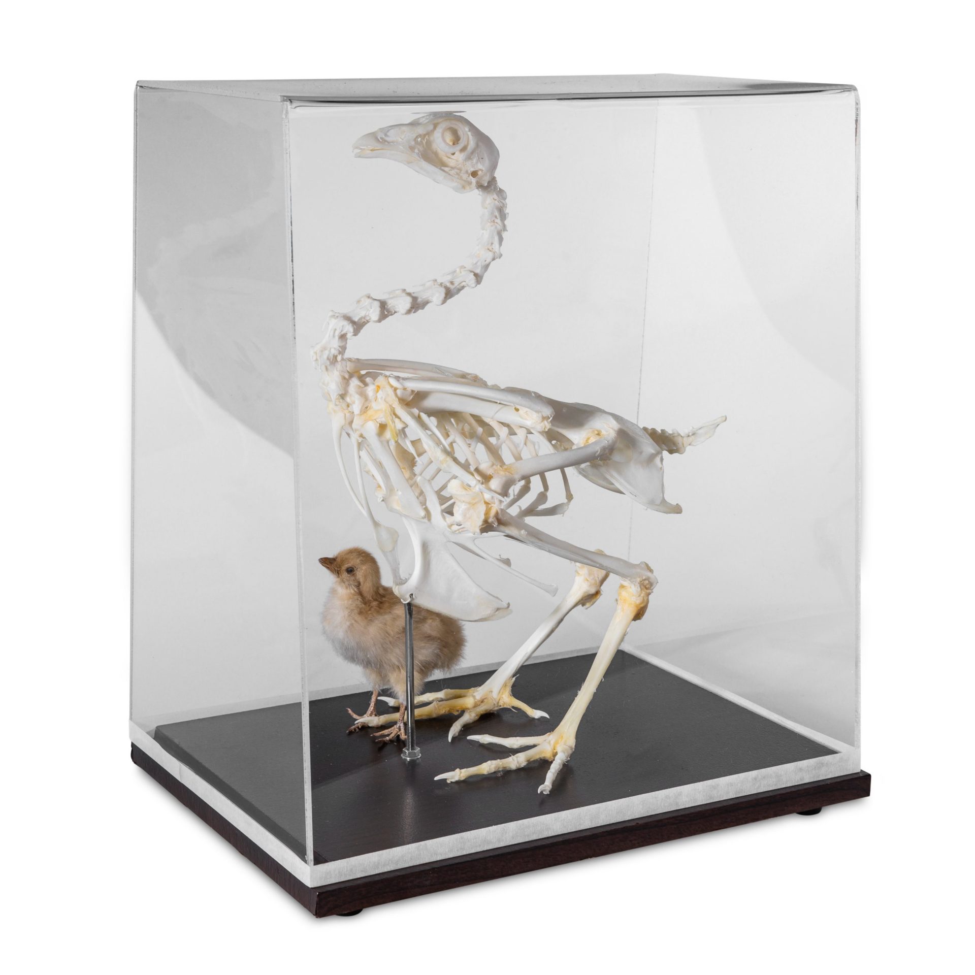 Chicken Skeleton With Chick Klm Bio Scientific