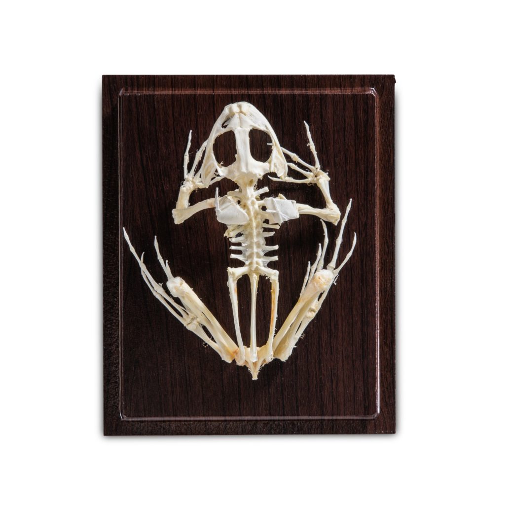Bullfrog Skeleton | KLM Bio Scientific