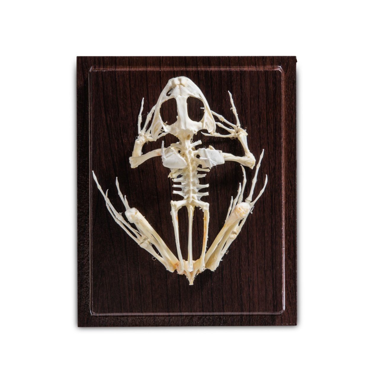 Bullfrog Skeleton | KLM Bio Scientific
