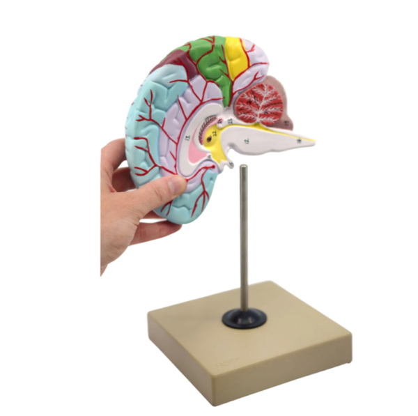 Human Half Brain Model – Life Size, Cross Section – Color Coded ...