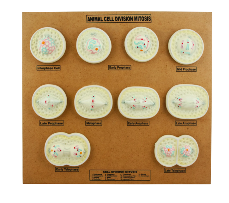 Animal Cell Mitosis Model | KLM Bio Scientific