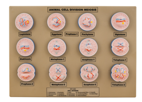 Model Animal Cell Division Meiosis | KLM Bio Scientific