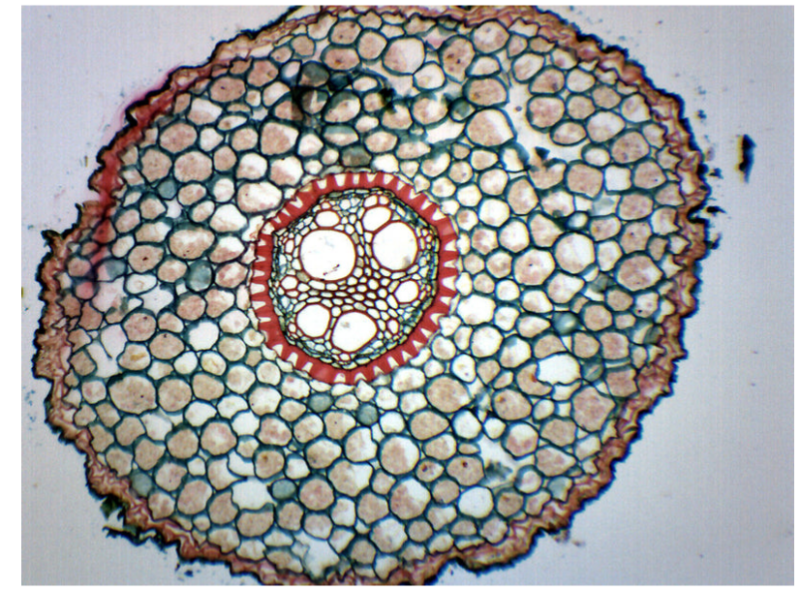 Iris Root, Typical Monocot – Cross Section – Prepared Microscope Slide ...