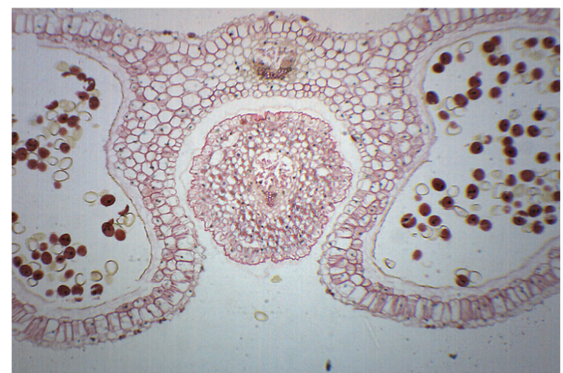 Lilium Anther Cross Section Prepared Microscope Slide 75x25mm Klm Bio Scientific