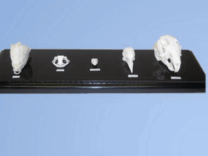 Set Of 5 Skull Comparisons