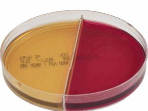 AnaeroGRO BBE/LKV, Prereduced Culture Media, 15x100mm Biplate