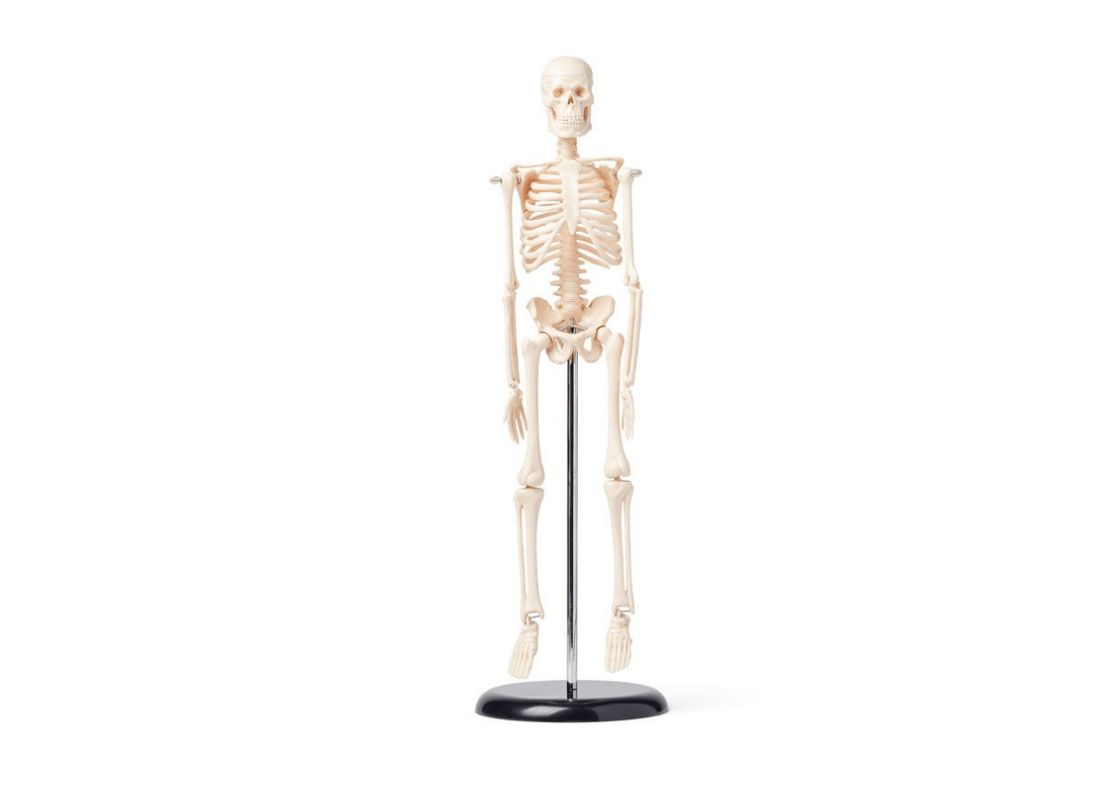 Human Skeleton Model, 42 cm